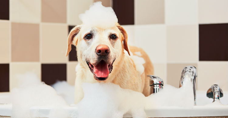 Son perros muy fieles y por eso son muy útiles como lazarillos y en terapias sociales (Foto: iStock)