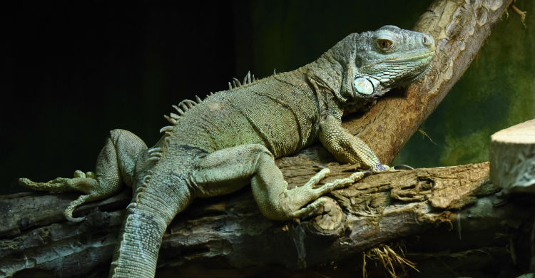 Nada de darle pienso específico para otros animales o será perjudicial para tu mascota (Foto: iStock)