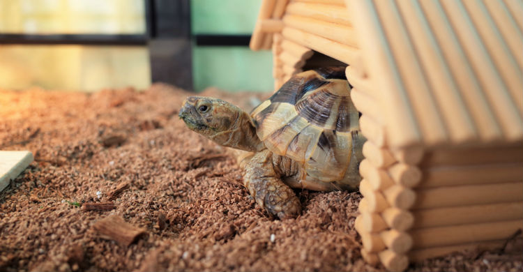 El tamaño de su hábitat es uno de los aspectos fundamentales a tener en cuenta (Foto: iStock)