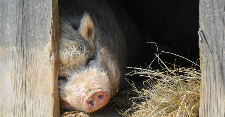 Son animales que requieren compresión y cariño (Foto: iStock)