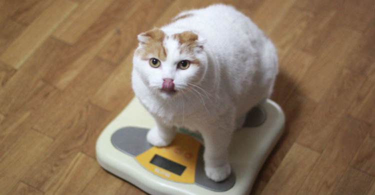 Hay que tratar de averiguar qué es lo que lleva al gato a no comer (Foto: iStock)