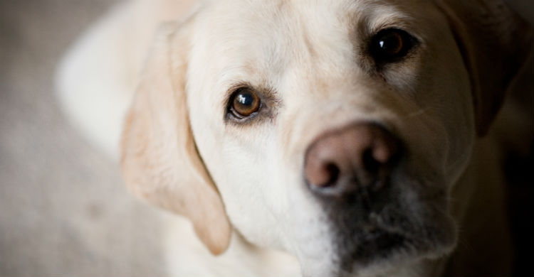 Los especialistas en el comportamiento animal saben mejor que nadie cómo tratarles (Foto: iStock)