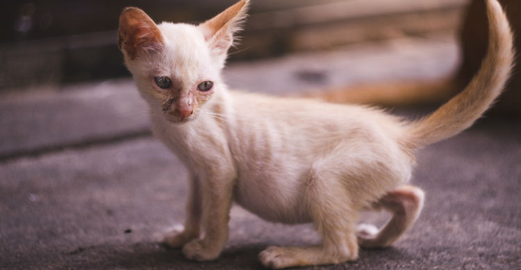 Los síntomas que presente el animal serán determinantes en un diagnóstico acertado (Foto: iStock)