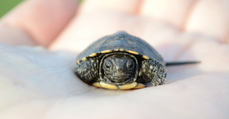La limpieza de su hábitat y la limpieza de la propia tortuga son muy importantes (Foto: iStock)