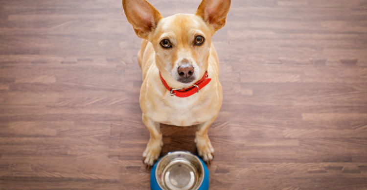 Los requerimientos nutricionales en el caso de un perro con problemas cardiacos son claros y estrictos (Foto: iStock)