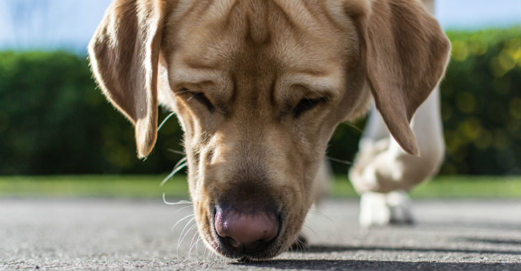 Medio centener de perros participan en este tipo de iniciativas (Foto: iStock)