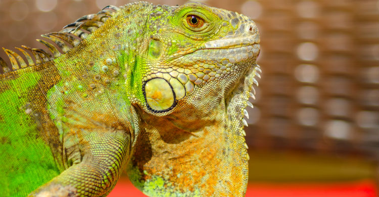 Aunque otros reptiles coman insectos, no pruebes a dárselos a tu iguana (Foto: iStock)