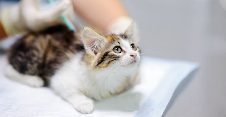 Es importante que un gato no interactúe con otro hasta que esté vacunado correctamente (Foto: iStock)