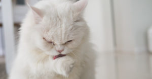 1. Ejerce a modo de peine para el pelo (iStock)