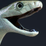 1. Mamba negra (iStock)