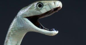 1. Mamba negra (iStock)