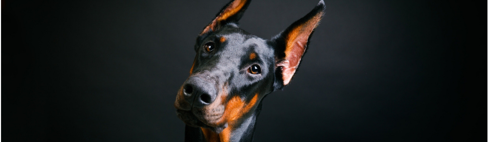 10 curiosidades del Doberman que debes conocer (Istock)