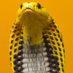 2. Cobra filipina (iStock)