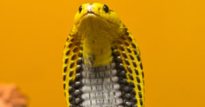 2. Cobra filipina (iStock)