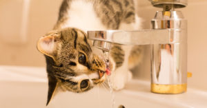 2. Su ‘pajita’ para beber (iStock)