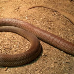 3. Taipán del interior (iStock)