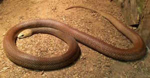 3. Taipán del interior (iStock)