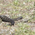 4. Víbora de la muerte (iStock).