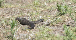 4. Víbora de la muerte (iStock).