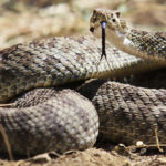 5. Serpiente de cascabel