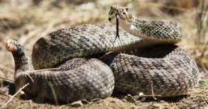 5. Serpiente de cascabel