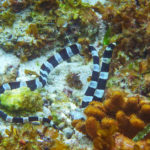 6. Serpiente marina de Blecher