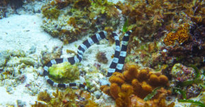 6. Serpiente marina de Blecher