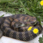 7. Serpiente tigre (iStock)