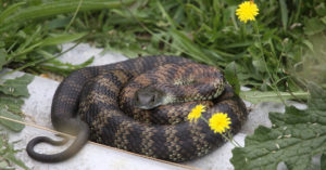 7. Serpiente tigre (iStock)