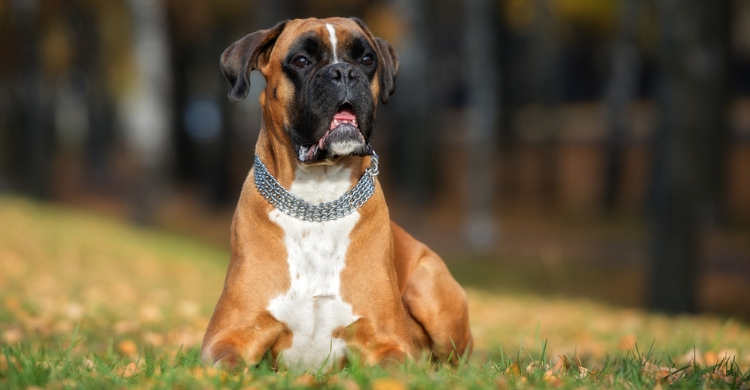 Boxer (Istock)
