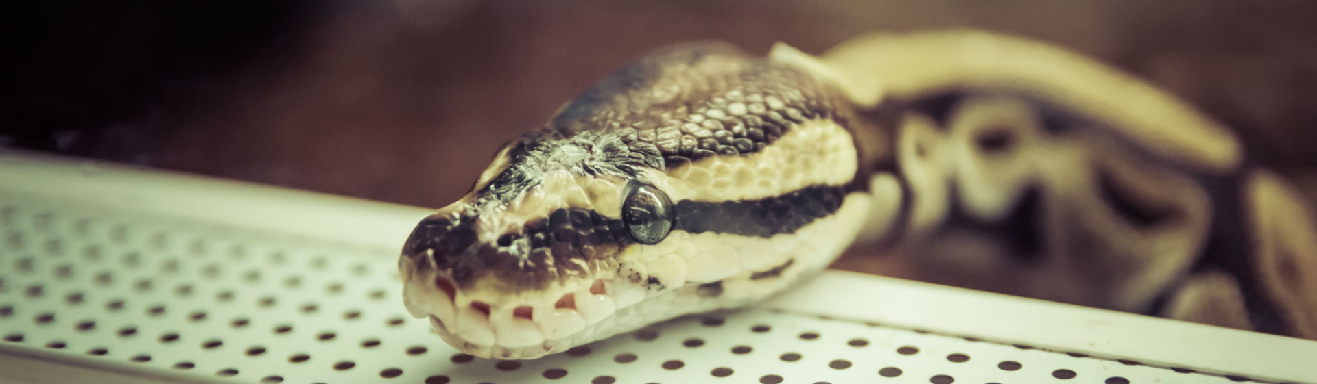 Si vas a tener una serpiente en casa, vigila bien sus necesidades (Foto: iStock)