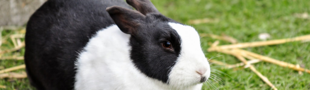 Trata de detectar rápido si tu conejo tiene sobrepeso (Foto: iStock)