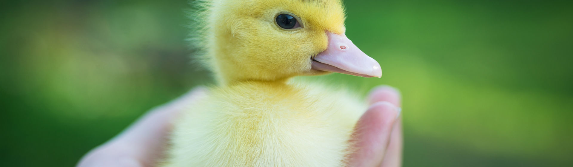 Si vas a tener en casa un pato, asegúrate de que cumples sus requisitos (Foto: iStock)