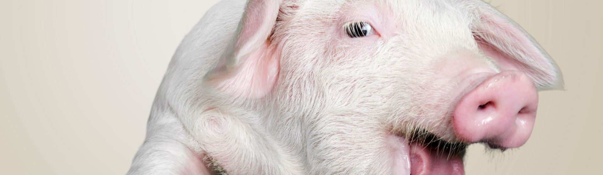 Hay cerdos que esconden grandes talentos como "Pigcaso" (Foto: iStock)