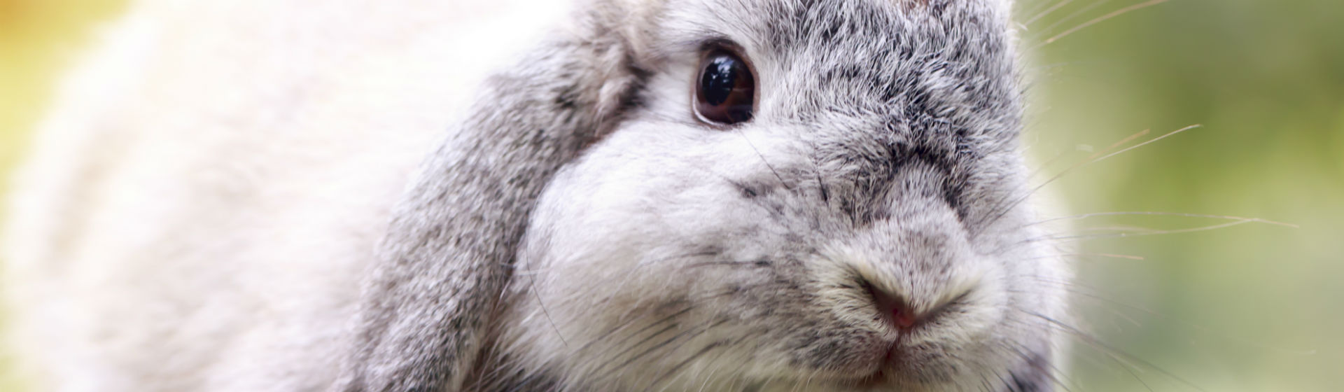 Los primeros auxilios pueden salvar la vida de tu conejo (Foto: iStock)
