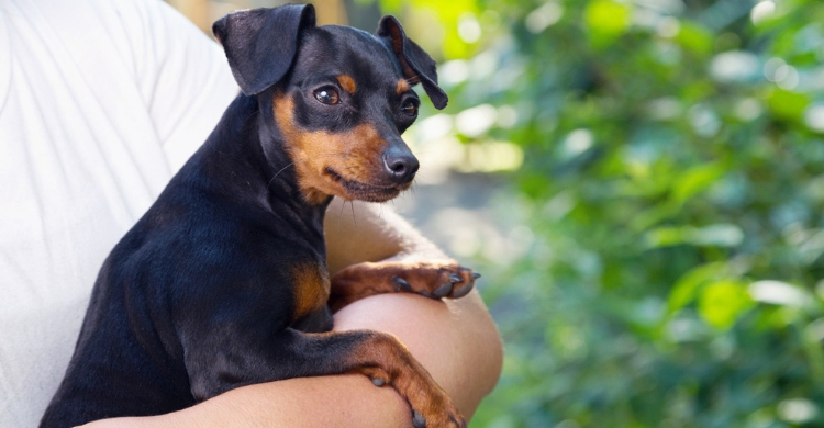Están emparentados con el mini Pinscher (Istock)