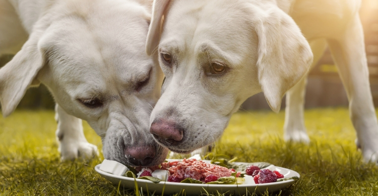 La carne no debe ser el único nutriente de su alimentación (Istock)