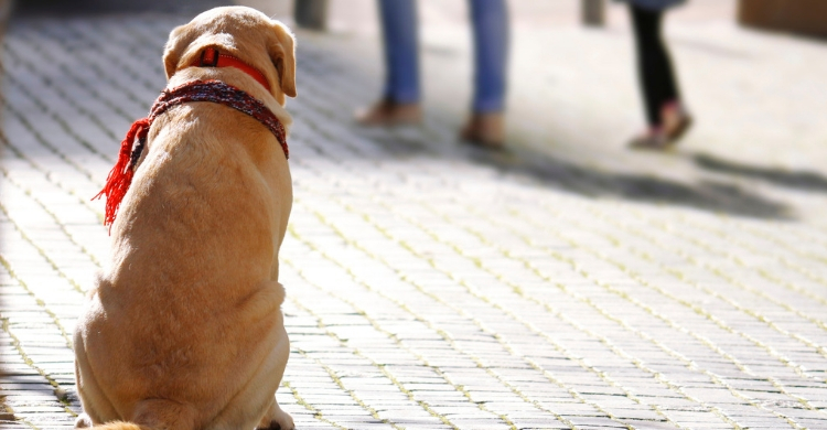 Necesitan pasear mucho tiempo cada día (Istock)