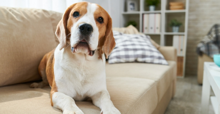 Querrá más atenciones de lo habitual (Istock)