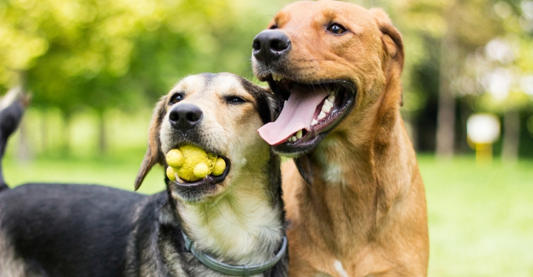 No todas las razas pueden cruzarse entre sí, por similares que parezcan (Istock)