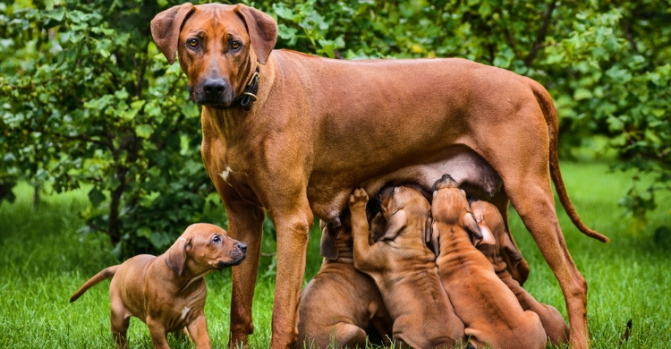 Lo mejor es que consultes con tu veterinario (Istock)