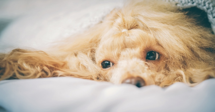 El moquillo es otra de las enfermedades más comunes (Istock)