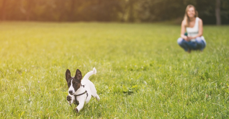 No olvides que cuando son cachorros pierden de forma más fácil la atención (Istock)