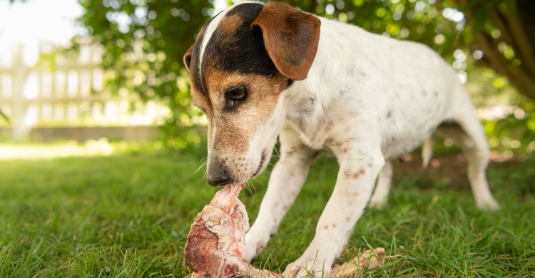 En su dieta, los perros necesitan proteínas de origen animal (Istock)