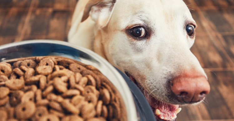 Debes controlar su alimentación (Istock)