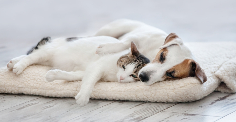 Un buen descanso es fundamental (Istock)