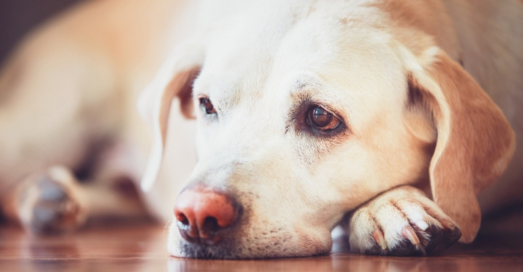 La sarna es muy común (Istock)