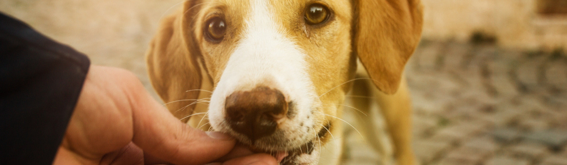 Descubre los 5 premios comestibles perfectos para educar a tu perro (Istock)