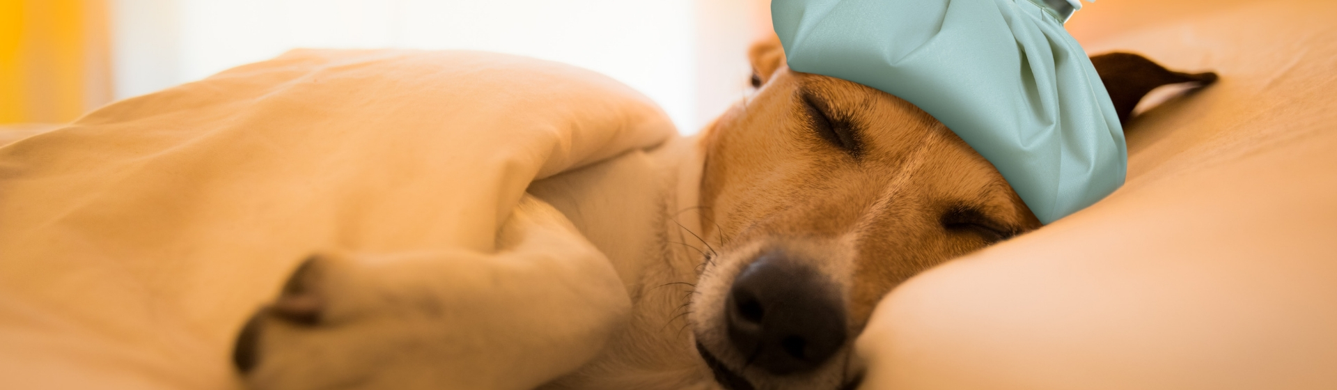 Las 7 enfermedades más comunes en perros (Istock)