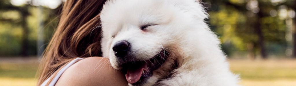 10 cuidados básicos para tu perro (Istock)